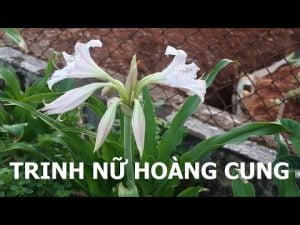 Hỗ trợ điều trị bệnh tiểu đường