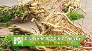 Các vitamin và khoáng chất trong đinh lăng giúp chống oxy hóa, bảo vệ da khỏi tác hại của tia UV, làm chậm quá trình lão hóa da