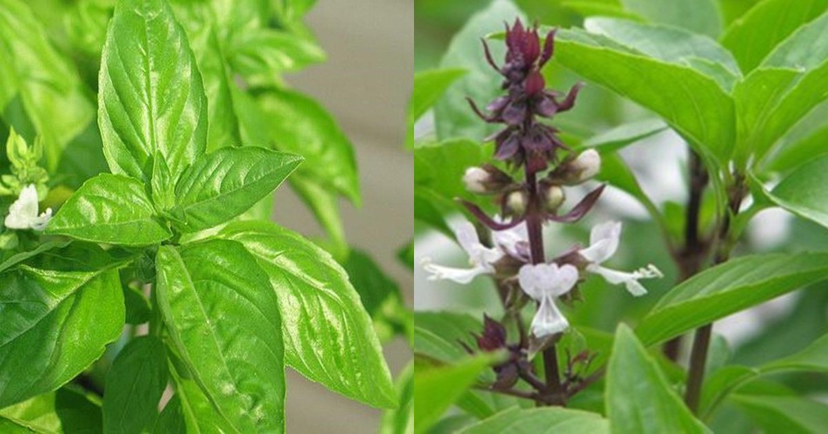 Lá é chứa nhiều vitamin, khoáng chất và các hợp chất có hoạt tính sinh học quan trọng cho sức khỏe
